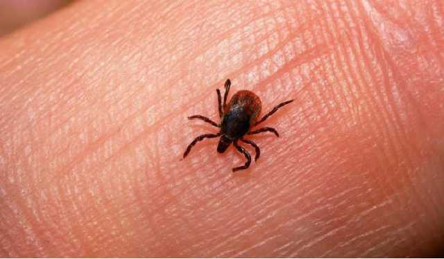В киевских парках обнаружили опасных клещей