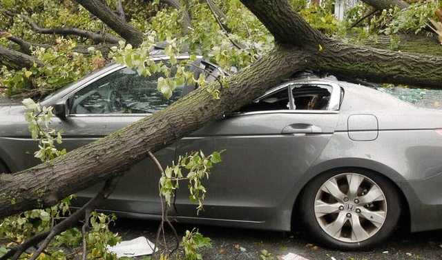 Что делать, если на ваш автомобиль упало дерево