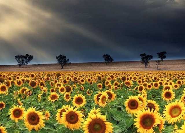 Беспочвенность. Отчего погибают украинские чернозёмы