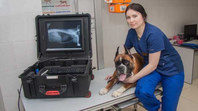 В Киеве появится городская скорая помощь для животных