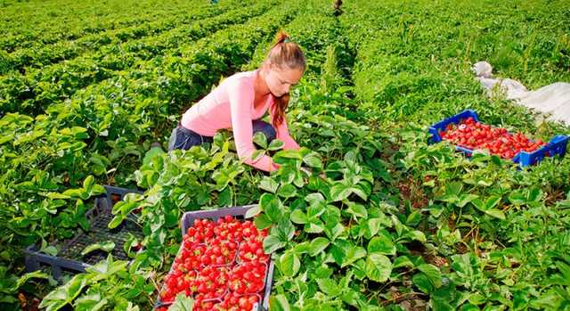 Українці відмовляються їхати на збір полуниці у Польщу