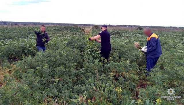 Возле харьковского кладбища полицейские нашли 1,5 тысячи кустов конопли