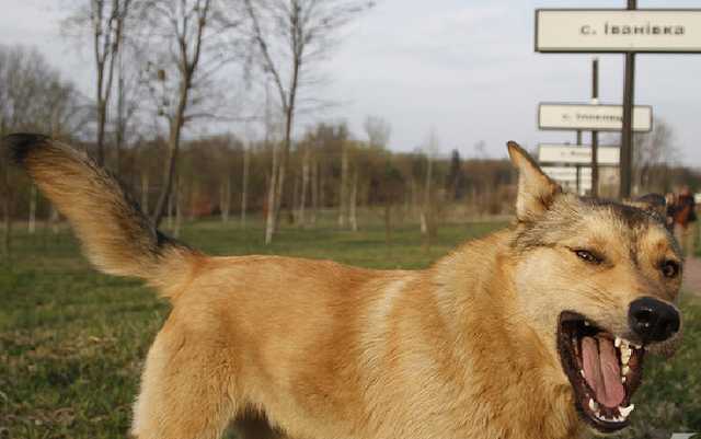 Клубника и огурцы на Киевщине опасны: эколог рассказала о пожарах возле ЧАЭС