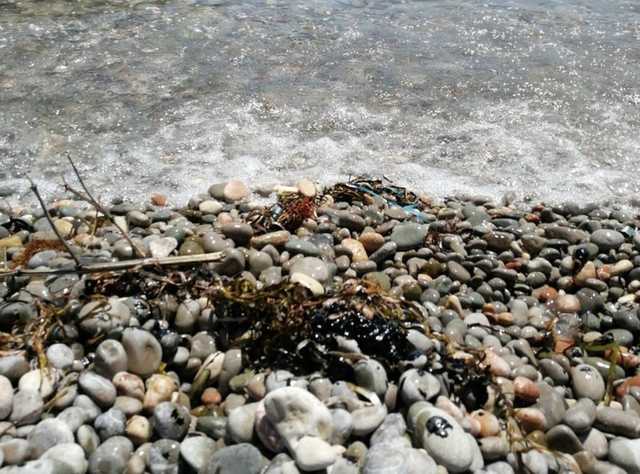 Искупались в мазуте: в Сети показали новые фото из Крыма