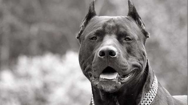 Пыталась отбиться топором: под Киевом "стаф" почти отгрыз волонтеру руки