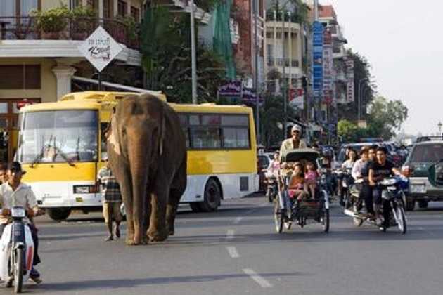 Жена принца Камбоджи умерла после ДТП