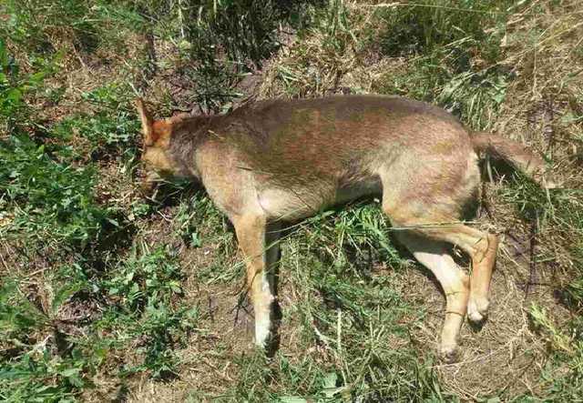 В Кропивницкому продолжают массово травить собак: они умирают в судорогах