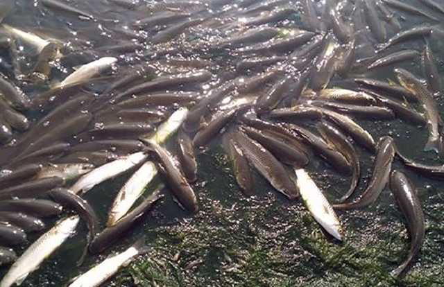 В Хаджибейском лимане передохла рыба. Жители говорят о химическом привкусе
