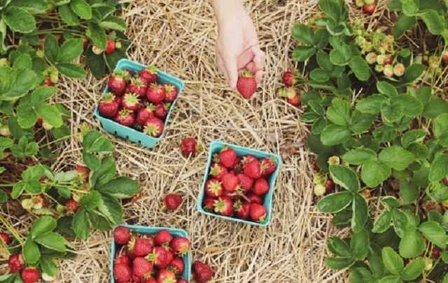 Сезонная работа в Польше: что собой представляет и сколько за нее платят