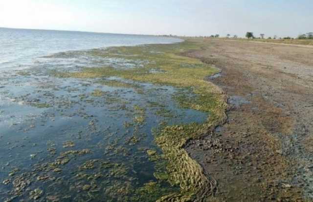 Жуткая вонь и засуха: Отдыхающие бегут из Пересыпи и Кирилловки из-за пересохшего лимана