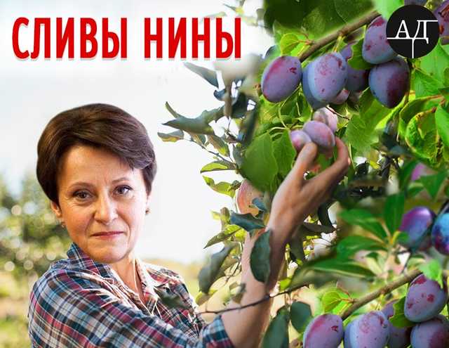 Ниныны Сливы: кое-что о борьбе с контрабандой