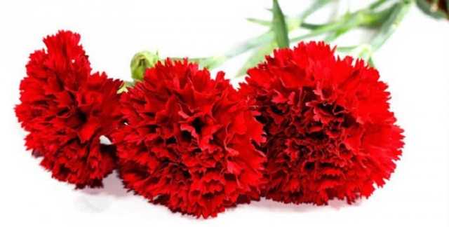 Жестокое убийство семьи в Крыму: появилось видео с похорон