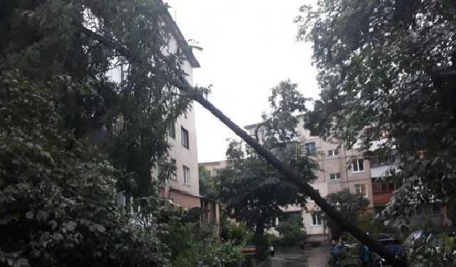 В Виннице из-за непогоды акация упала на пятиэтажный дом: фото