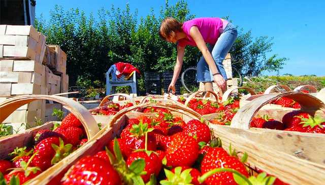 Летняя работа в Украине: где и сколько можно заработать за сезон