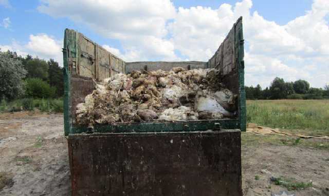 На Броварщине местное предприятие загрязняло земли тушками мертвых кур