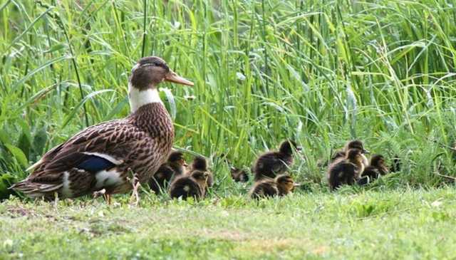 В Киеве на озере браконьеры отравили диких уток