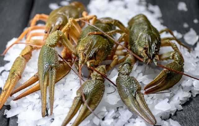 На Киевщине запретили отлов раков