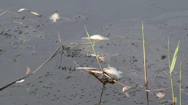 З’явилося відео тотального мору риби у Харкові