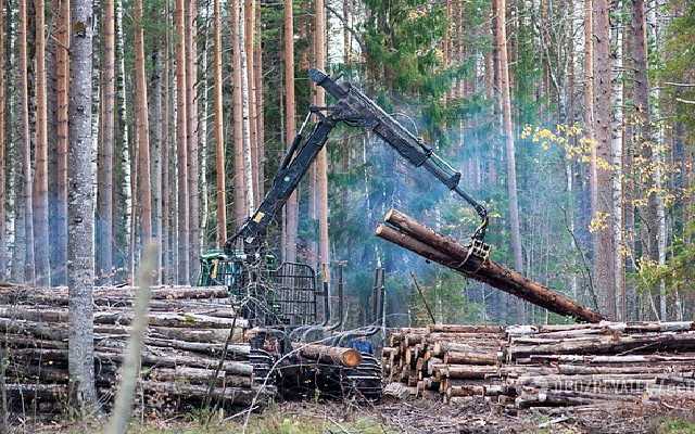 В Украине пройдут масштабные проверки лесничеств