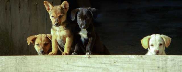 На Волыни неизвестный жестко травмирует бездомных собак