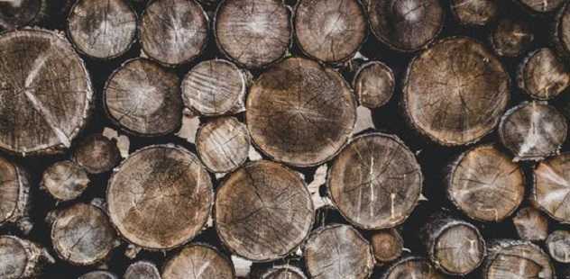 Варварские рубки в лесах. Почему в Украине процветает контрабанда древесины