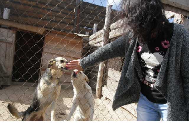 Украинцы просят запретить продажу животных в зоомагазинах и у заводчиков