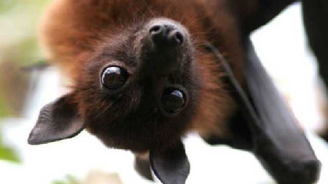 Студент из Харькова похвастался жестоким убийством животного: его уже ищут