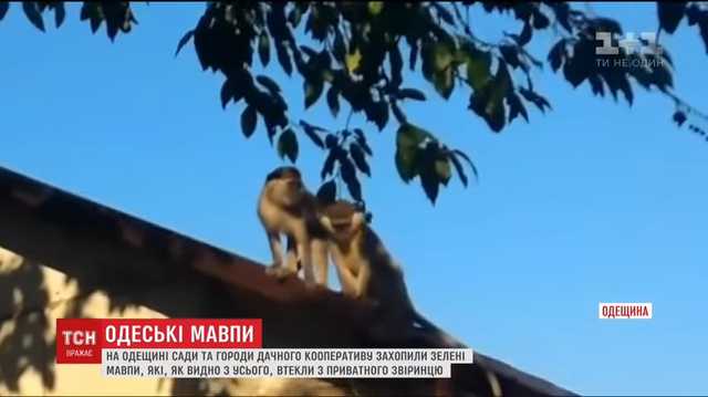 Нашествие под Одессой: владелец открещивается от обезьян, их уже начали убивать