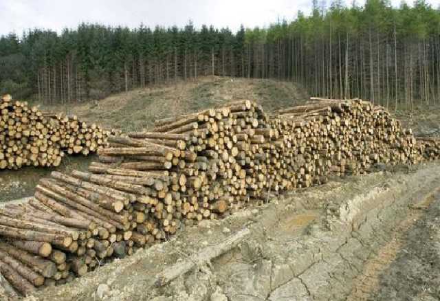 Кто крышует нелегальную вырубку леса