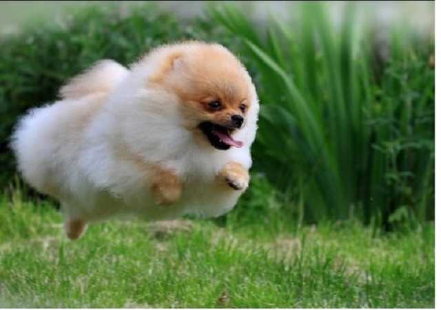 Кубок Усика охраняет очень жесткий шпиц Снег