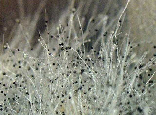 Умер ребенок: в квартирах украинцев размножился опаснейший грибок