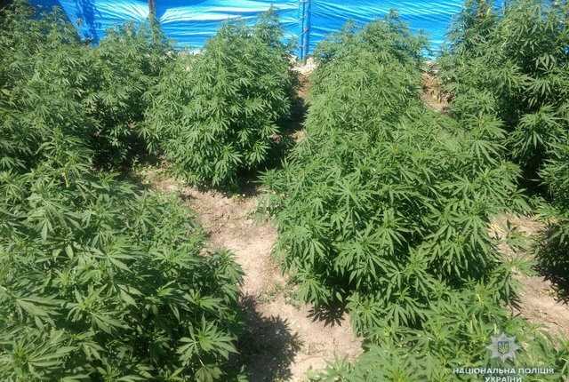 В курортном районе 35-летний “наркоаграрий” вырастил элитную коноплю на 750 тысяч гривен