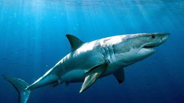 На популярном египетском курорте акула убила туриста