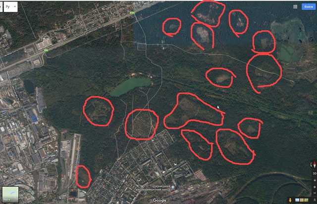 Под Киевом массово вырубают лес под видом борьбы с короедами