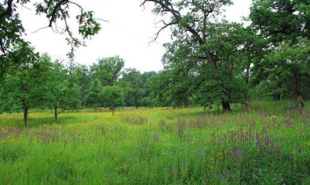 Прокуратура Киевщины подала в суд иск для возврата государству земель Национального природного парка “Голосеевский”
