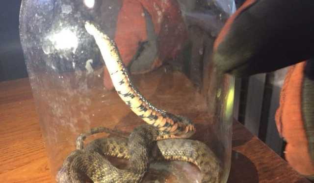 ЧП в Днепре: в квартире ползала гадюка