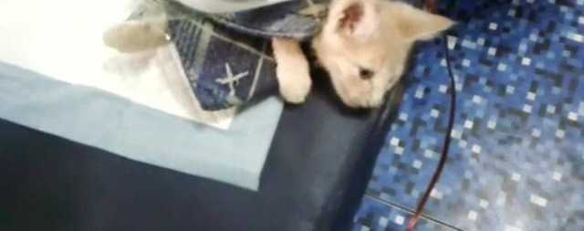 В метро Киева бабушка пыталась загрызть котенка на глазах у людей