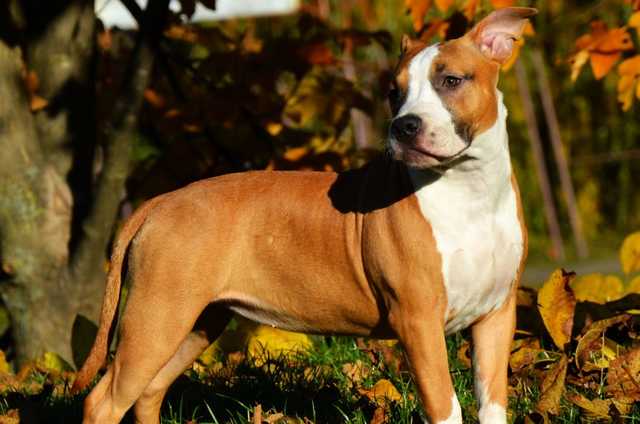 В Киевской области живодер вонзил в собаку садовые вила