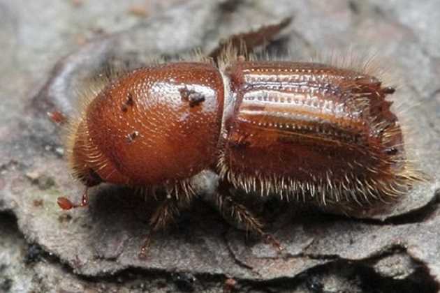 Более 400 гектаров: опасный вредитель устроил экокатастрофу в Украине