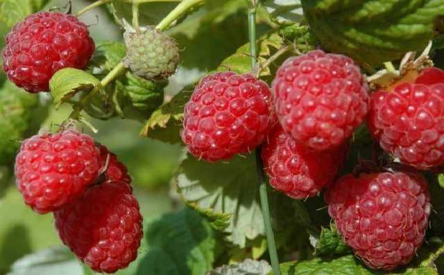 Польских фермеров напугали малиновые плантации в Украине