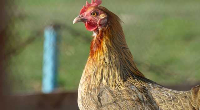 Голландские СМИ обрушились на качество украинской курятины