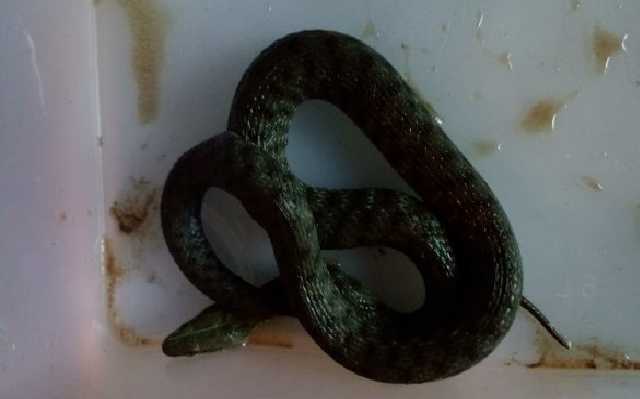 В Киеве водитель нашел в своей машине большую змею