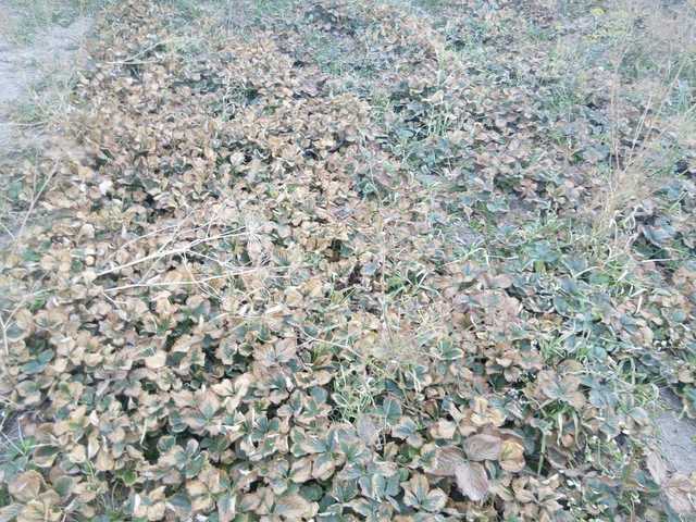 "Тут все умрут, спасайте детей!" В Крыму подняли панику из-за новой экокатастрофы