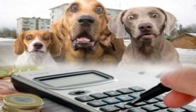 В Украине хотят поставить на учет всех животных, а нарушителей - штрафовать