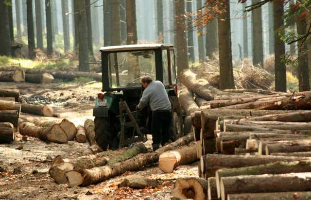 Революционное решение: в Украине за вывоз леса будут сажать в тюрьмы