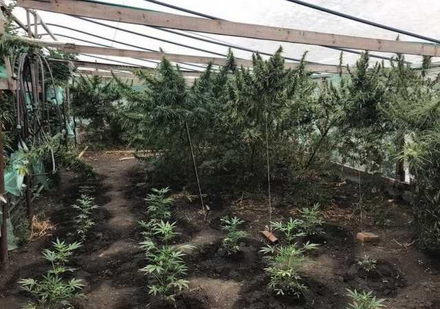На Кировоградщине СБУ обнаружила огромную плантацию марихуаны, принадлежавшую гражданину РФ