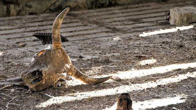 В Киевской области работники государственного завода устроили «могильник» с животными отходами