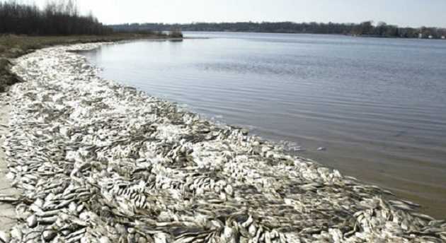 В Киеве на Теремках на месте массовой гибели уток теперь дохнет рыба