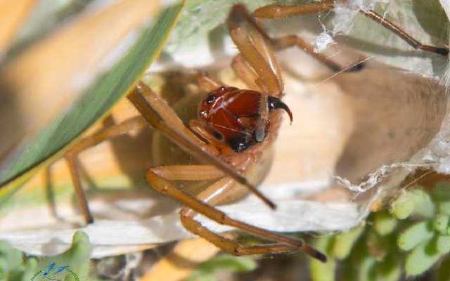 Немеют ноги и болит все тело: в Украине поселился опасный для человека паук
