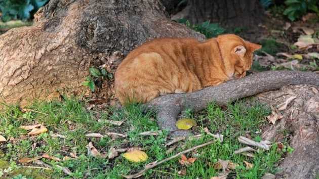 Где ждать дождей и будет ли тепло: прогноз погоды в Украине на неделю